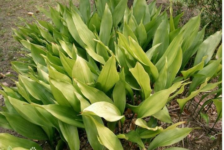 供應(yīng)一葉蘭批發(fā)/一葉蘭價(jià)格/一葉蘭供應(yīng)/一葉蘭哪里最多