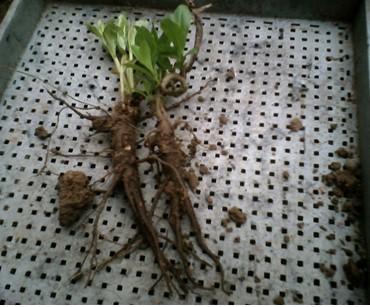 供應(yīng)人參菜種子種苗