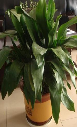 一葉蘭種苗批發(fā)圖片