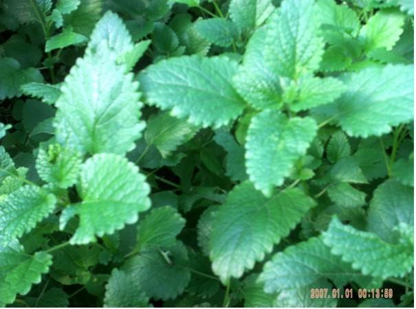 香蜂菜種苗圖片