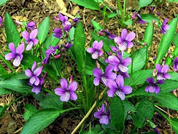 供应紫花地丁传统野菜种子图片