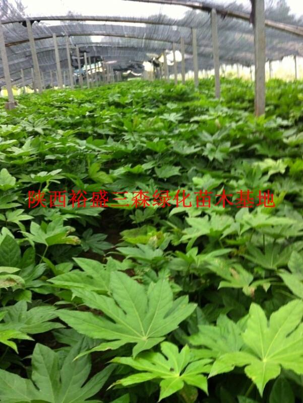 陜西八角金盤陜西營養(yǎng)缽八角金盤八角金盤廠家周至八角金盤批發(fā)