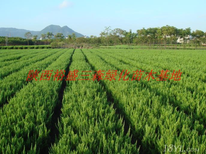 供应陕西龙柏绿化苗木/陕西周至裕盛绿化苗木基地/陕西供应绿化苗木