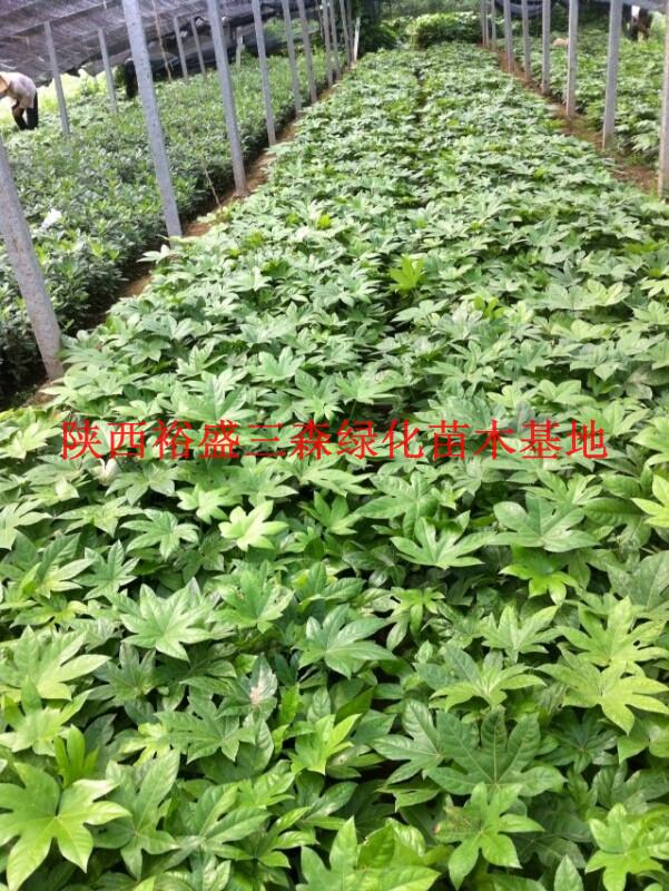 陜西八角金盤陜西營養(yǎng)缽八角金盤八角金盤廠家周至八角金盤批發(fā)