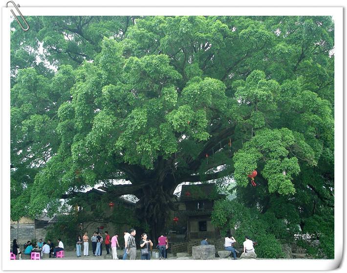 漳州市南靖土楼宾馆厂家供应南靖土楼宾馆