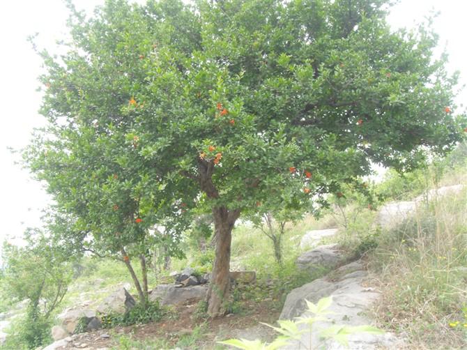 供应山东枣庄石榴树基地石榴苗