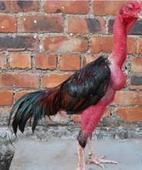 供應斗雞養(yǎng)殖場出售越南斗雞