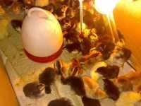 斗雞繁育基地圖片