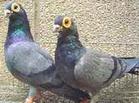 供應(yīng)淑女鴿成年淑女淑女幼鴿
