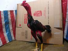 供應*越南斗雞苗斗雞蛋