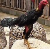 供應斗雞養(yǎng)殖斗雞技術斗雞價格