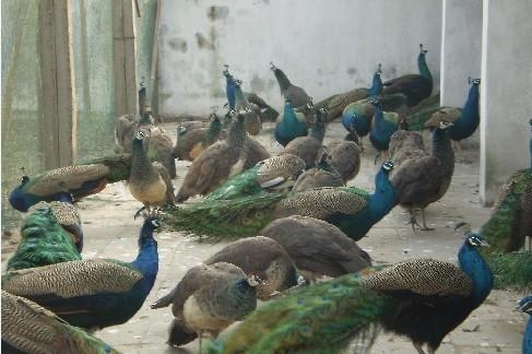 供應(yīng)河北*養(yǎng)殖場(chǎng)*苗*蛋