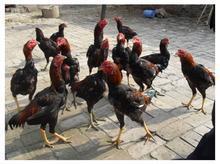 供應(yīng)魯西斗雞養(yǎng)殖場