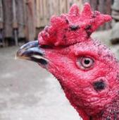 供應(yīng)云南哪里有養(yǎng)斗雞的