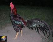 供應(yīng)魯西斗雞養(yǎng)殖場