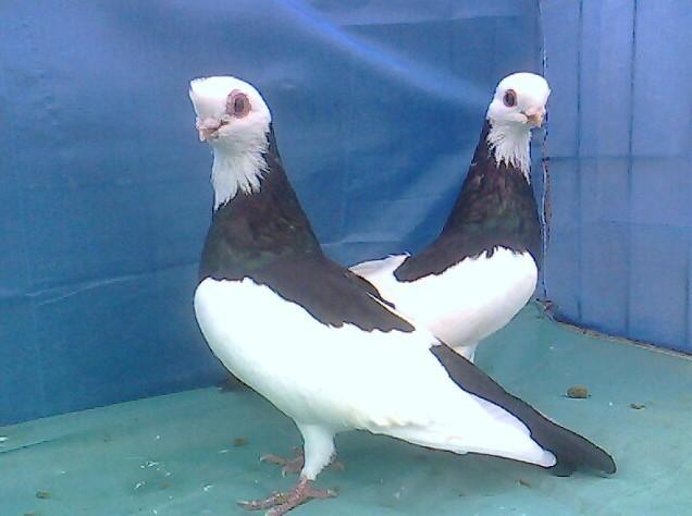 供應(yīng)淑女鴿成年淑女淑女幼鴿