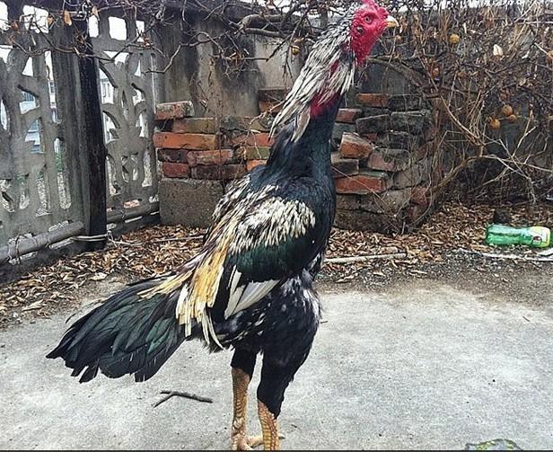 供應峽西哪里有要斗雞的