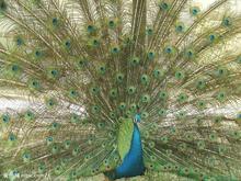 供應(yīng)*白**苗