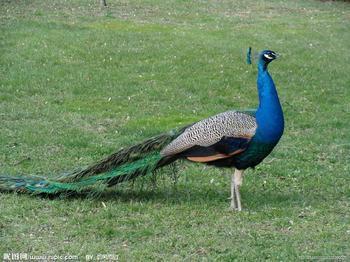 供應(yīng)*苗成年*白*