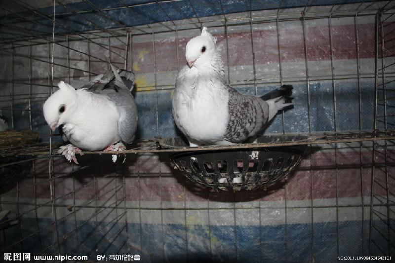 供應(yīng)淑女鴿成年淑女淑女幼鴿