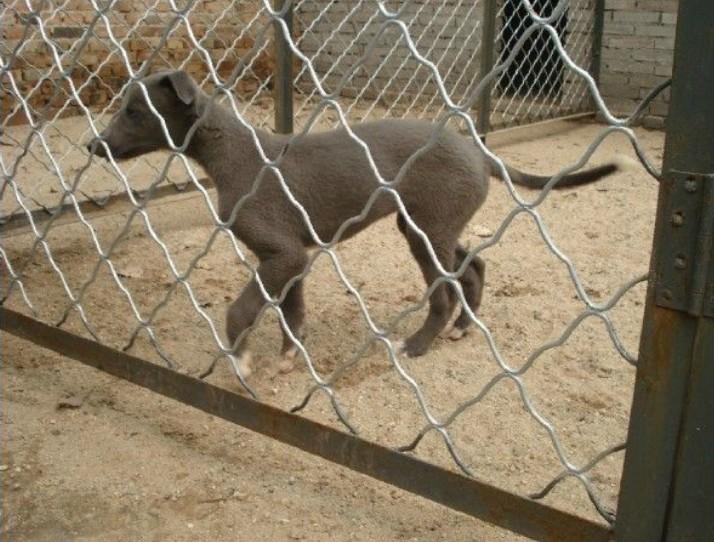 四川广元哪里卖格力犬幼犬多钱细狗图片