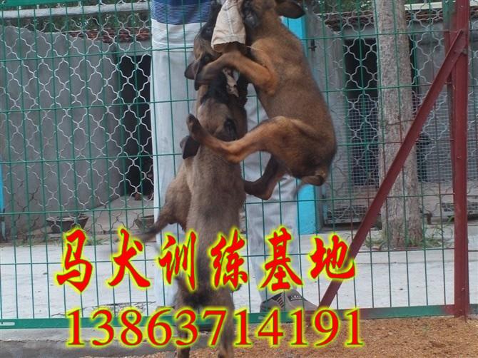 吉林马犬图片