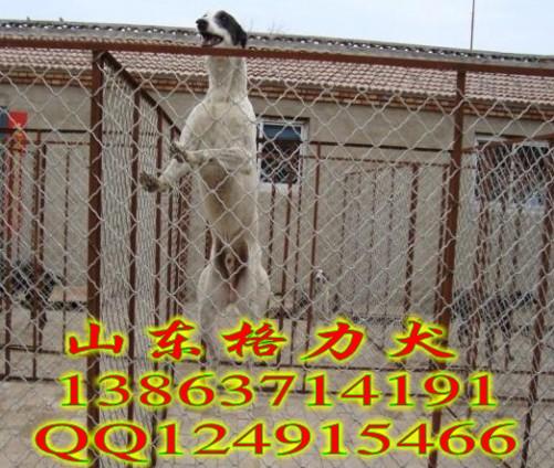 山东飞达犬舍供应浙江哪里有卖格力犬的【格力犬幼犬价格】图片