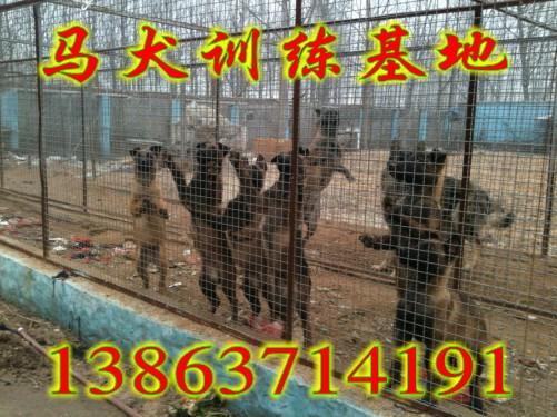 供应新疆哪里有卖马犬的【山东马犬训练基地，马犬价格】