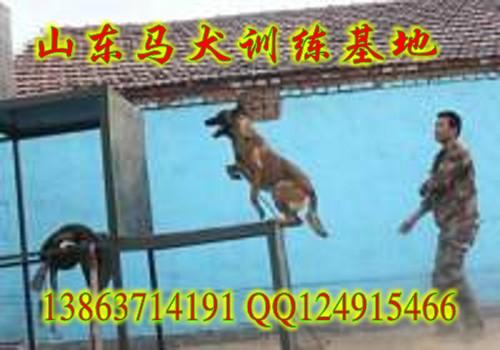 重庆马犬图片