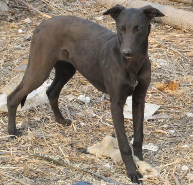 贵州遵义哪里卖格力犬幼犬多钱细狗图片