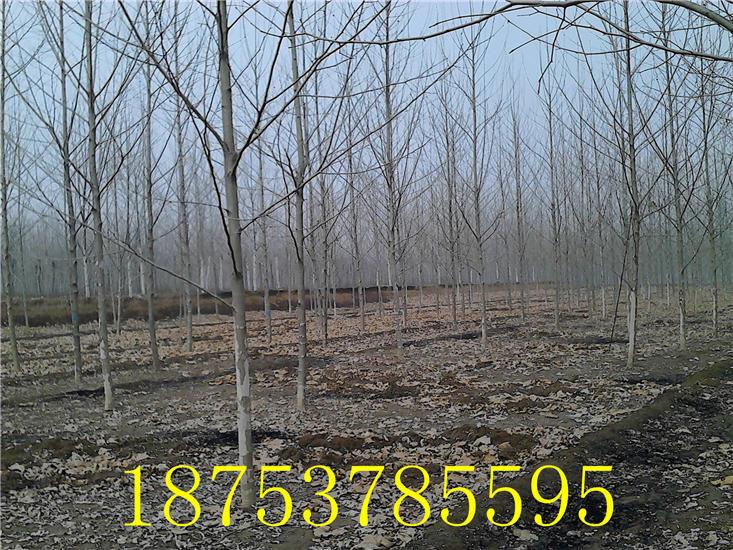 速生法桐圖片/速生法桐樣板圖 (2)