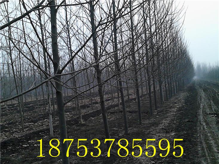 供應(yīng)一年帽速生法桐速生白蠟18753785595