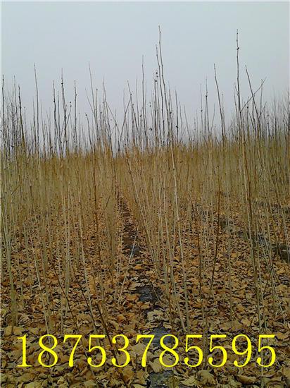 法國(guó)梧桐小苗圖片/法國(guó)梧桐小苗樣板圖 (3)