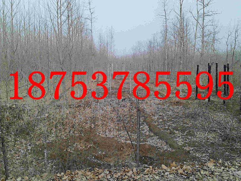 供應(yīng)25公分速生法桐一年帽法桐價(jià)格低18753785595