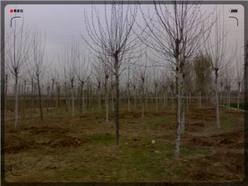 供應(yīng)25公分速生法桐造型法桐價(jià)格樹形優(yōu)美18753785595