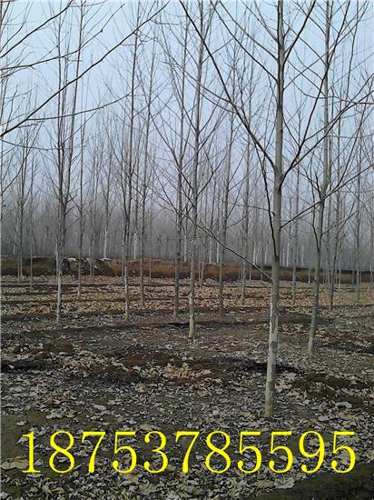 速生法桐圖片/速生法桐樣板圖 (3)