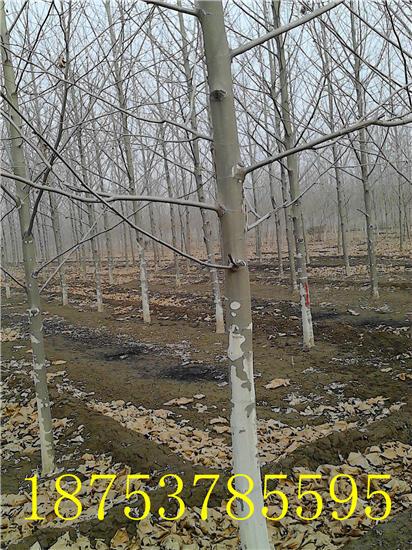 供應(yīng)15公分造型法桐速生法桐濟(jì)寧法桐18753785595