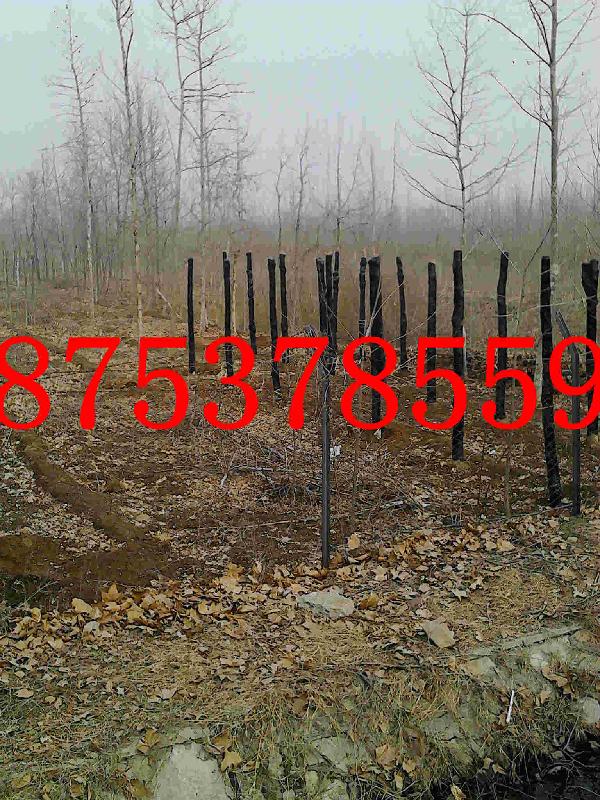 供應(yīng)25公分速生法桐一年帽法桐價(jià)格低18753785595