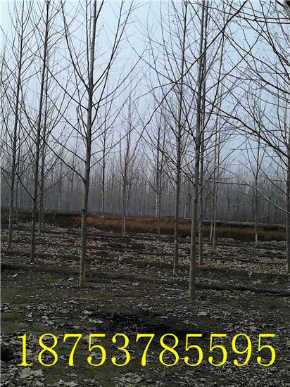 速生法桐圖片/速生法桐樣板圖 (4)