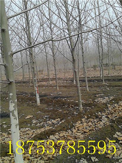 供應(yīng)15公分造型法桐速生法桐濟(jì)寧法桐18753785595