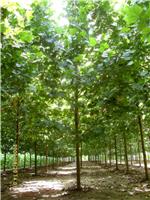 供應(yīng)12-13-14-15公分法桐山東綠化苗木18753785595