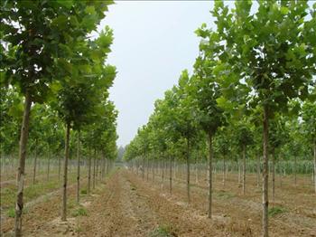 法國梧桐小苗圖片/法國梧桐小苗樣板圖 (2)