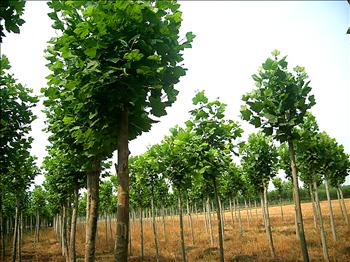 供應(yīng)法桐價格法桐苗1-50公分大量全國銷售18753785595