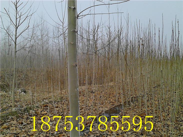 供應(yīng)優(yōu)質(zhì)法桐小苗青桐法桐濟(jì)寧紅太陽(yáng)法桐18753785595