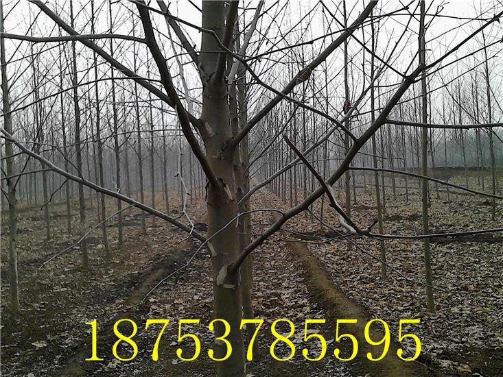 供應(yīng)3年帽法桐白蠟苗木等喬木速生法桐18753785595速生白蠟