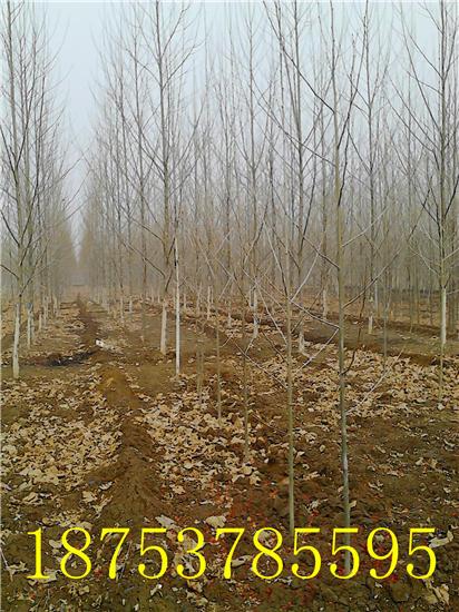 供應(yīng)濟(jì)寧法桐扦插條價(jià)格質(zhì)量?jī)?yōu)異成活率高法桐小苗