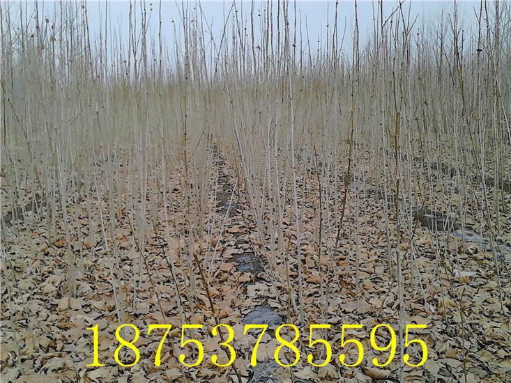 法國(guó)梧桐小苗圖片/法國(guó)梧桐小苗樣板圖 (4)