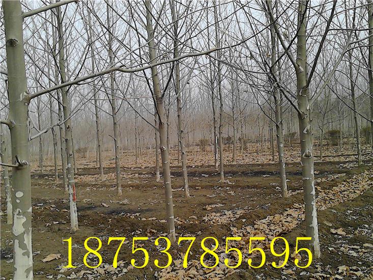 供應(yīng)優(yōu)質(zhì)法桐速生法桐造型法桐國(guó)槐白蠟紅太陽(yáng)法桐18753785595