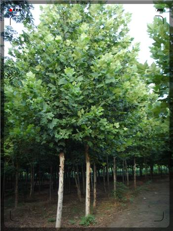 供應(yīng)15公分造型法桐速生法桐濟(jì)寧法桐18753785595