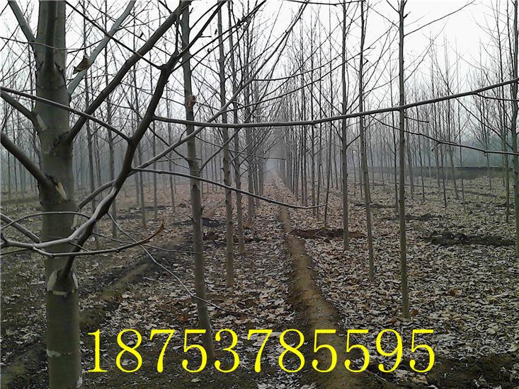 供應(yīng)3年帽法桐白蠟苗木等喬木速生法桐18753785595速生白蠟